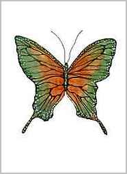 papillon butteryfly