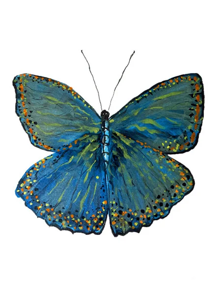 Cerulean Butterfly