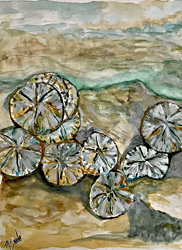 Sand Dollar Beach